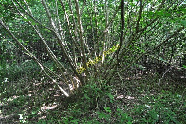Photo 6"x4" Coppiced Tree Themelthorpe c2010