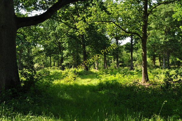 Photo 6"x4" Coppiced Woodland Themelthorpe c2010
