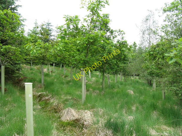 Photo 6"x4" Mixed replanting at Craighaugh Forest Old Johnstone c2010
