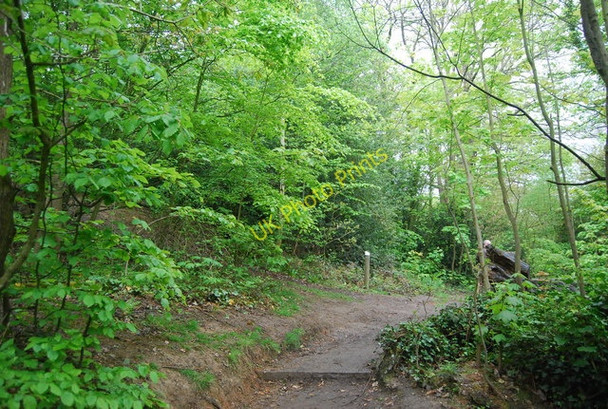 Photo 6"x4" Path in Sydenham Hill Wood Nature Reserve Penge c2010