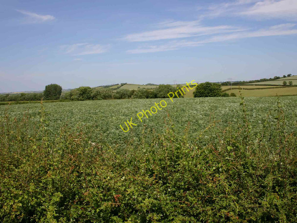 Photo 6"x4" Broad bean field near Manor Farm Darlingscott c2010