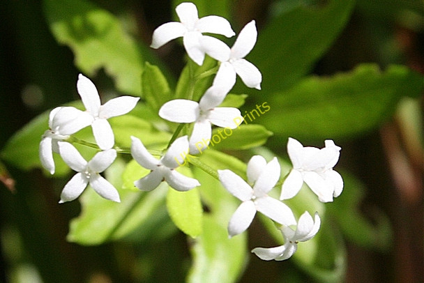 Photo 6"x4" Woodruff (Galium odoratum) Foyers\/NH4920 c2010