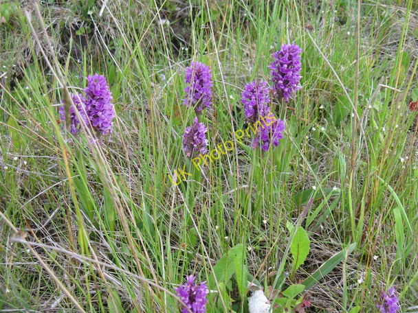 Photo 6"x4" Orchids by the motorway Hardendale c2010