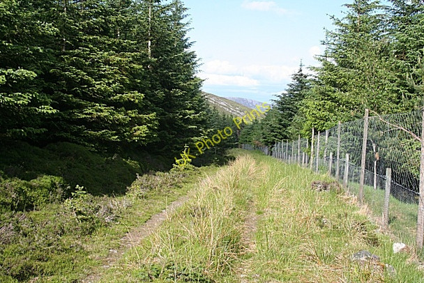 Photo 6"x4" Buiternach Wood Auchnarrow c2010