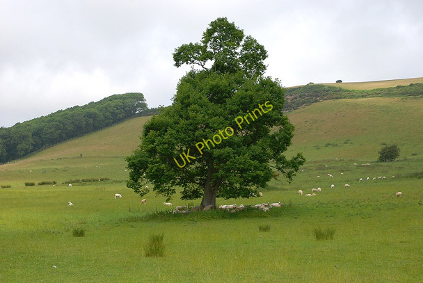 Photo 6"x4" Tree near Tyllwyd farm Llanfarian c2010