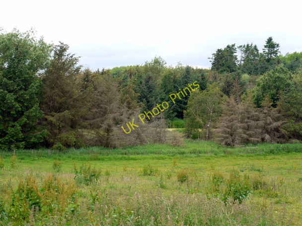Photo 6"x4" Inch Plantation Crookham\/NT9138 c2010