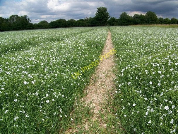 Photo 6"x4" White Flax, Bokerly Junction Cobley\/SU0220 c2010