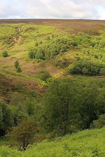 Photo 6"x4" Jugger Howe Beck Wragby Wood c2010