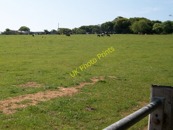Photo 6"x4" Cattle grazing near Graig-wen Garnfadryn c2010