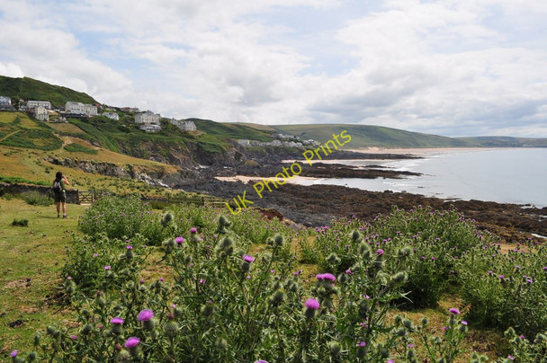 Photo 6"x4" Splendid thistles adorn this small section of the South West Coast Path Mortehoe c2010
