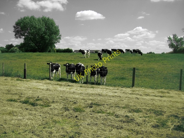 Photo 6"x4" Bewildered young Friesians - Rose Farm Normanton\/SE3822 c2010