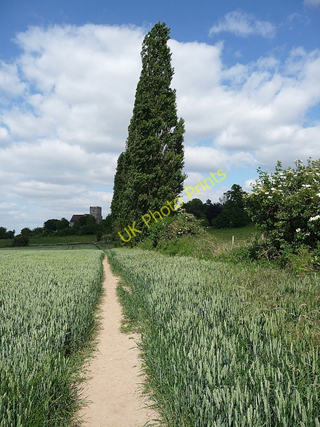 Photo 6"x4" Trees, West Wickham Addington\/TQ3764 c2010