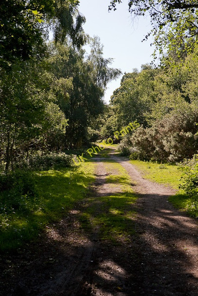 Photo 6"x4" Footpath on Kingston North Common Kingston\/SU1402 c2010