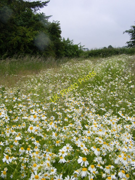 Photo 6"x4" Daisy Footpath Shipley\/SO8095 c2010