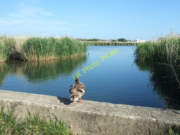 Photo 6"x4" Mallard in RSPB reserve, Weymouth Weymouth\/SY6779 c2010