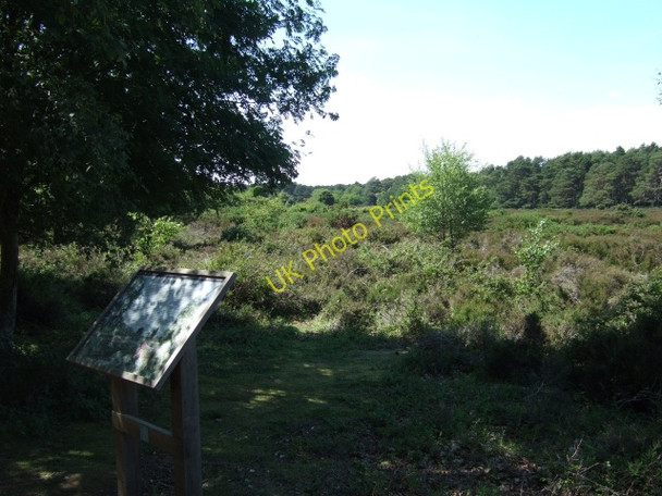 Photo 6"x4" Heathland on Brownsea Island Sandbanks c2010