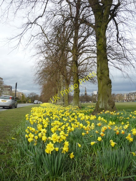 Photo 6"x4" Daffodils along Beach Grove Harrogate c2010