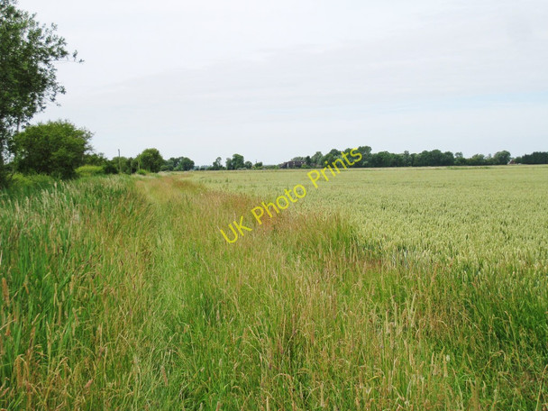 Photo 6"x4" Wheat Field off Newchurch Lane Snave c2010 P1