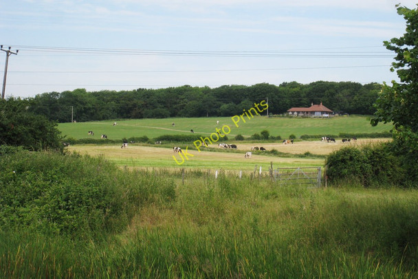 Photo 6"x4" Fields of Cows Ruckinge c2010