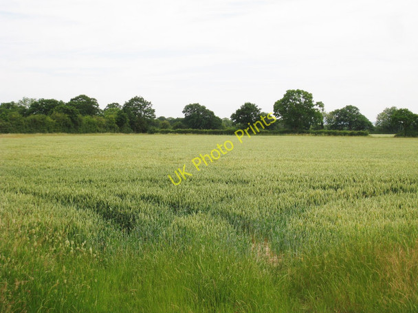 Photo 6"x4" Wheat Field off Brisley Lane Bliby c2010