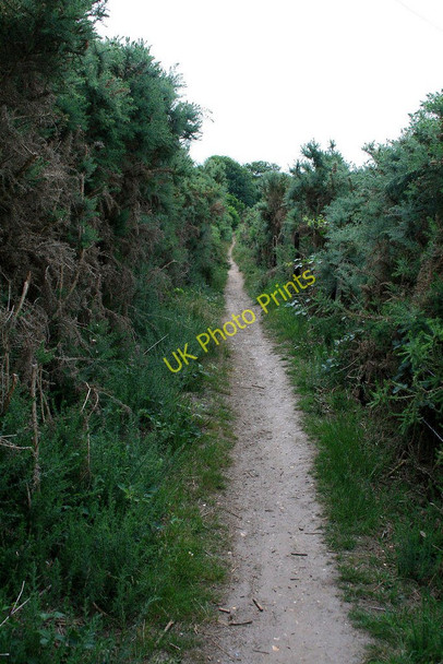 Photo 6"x4" Path through tall gorse Bournemouth c2010