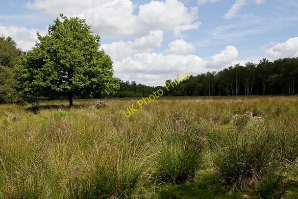 Photo 6"x4" Boggy clearing on Baddesley Common Crampmoor c2010