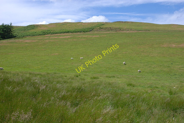 Photo 6"x4" Sheep on the hill Braichyfedw c2010