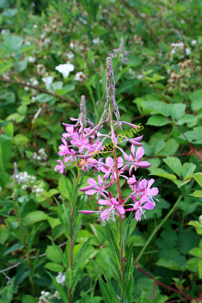 Photo 6"x4" Rosebay Willowherb (Epilobium angustifolium) Turbary Common c2010