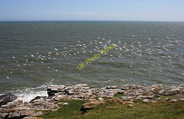 Photo 6"x4" A Flock of Gulls Whinnyfold c2010