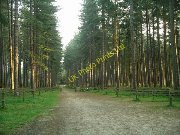 Photo 6"x4" Sherwood Pines Forest Park Kings Clipstone c2007