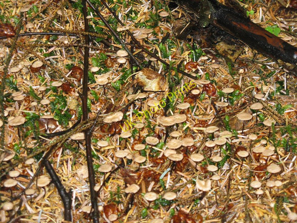 Photo 6"x4" Forest floor fungi at Beecraigs Linlithgow c2010