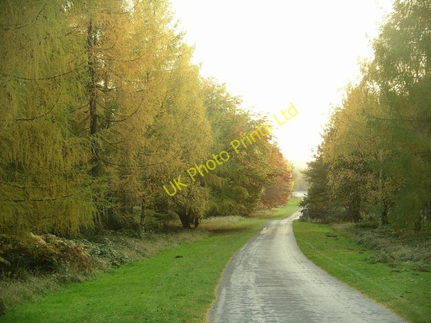 Photo 6"x4" Larches, Sherwood Pines Forest Park Kings Clipstone c2007