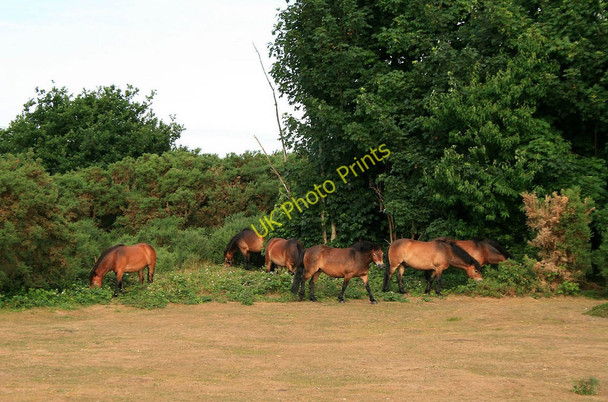 Photo 6"x4" Ponies on Turbary Common Turbary Common c2010