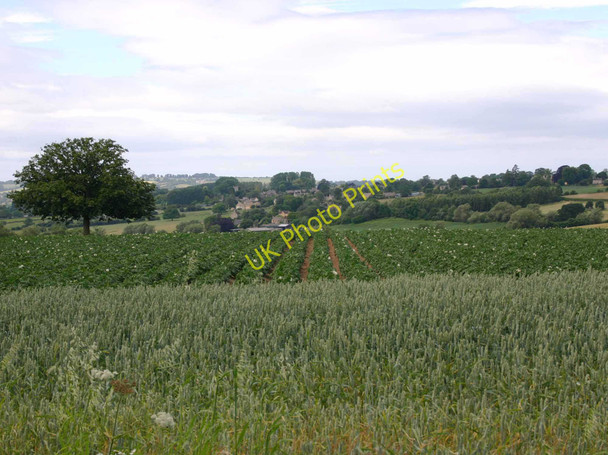 Photo 6"x4" Wheat, potatoes & Ebrington Charingworth c2010