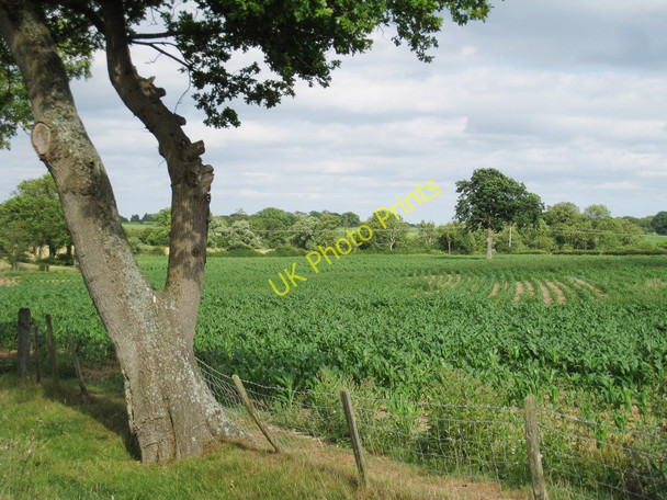 Photo 6"x4" Crop Field Crowhurst\/TQ3947 c2010