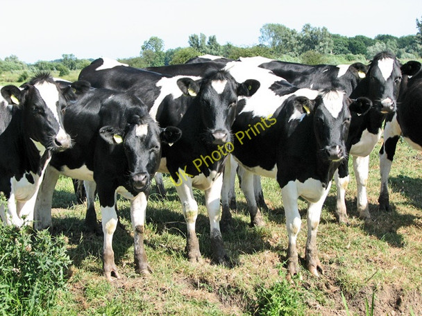 Photo 6"x4" Friesian heifers by drainage ditch in Long Dam Level Burgh St Peter c2010