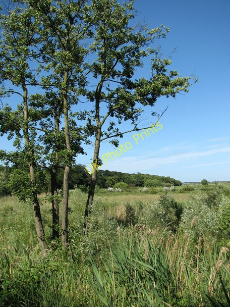 Photo 6"x4" Trees on the edge of Short Dam Level Burgh St Peter c2010