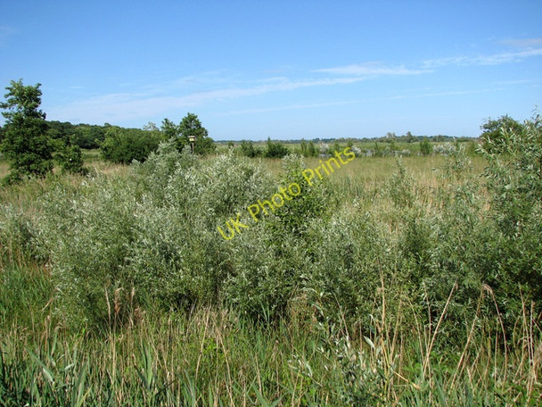 Photo 6"x4" Young willows in Short Dam Level Burgh St Peter c2010