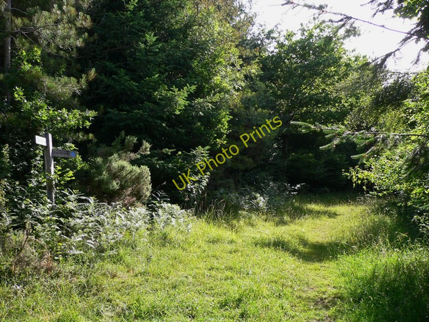 Photo 6"x4" Bridleway in Newfarm Plantation Bepton c2010