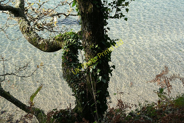 Photo 6"x4" Kingston: overlooking the Erme estuary Mothecombe c2007