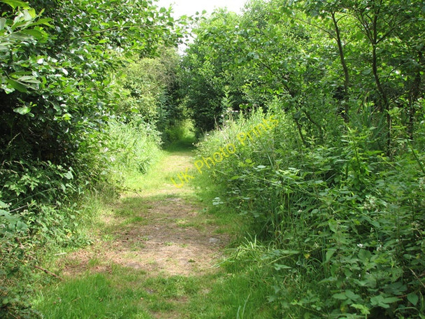Photo 6"x4" Footpath to Castle Marshes Nature Reserve Barnby c2010