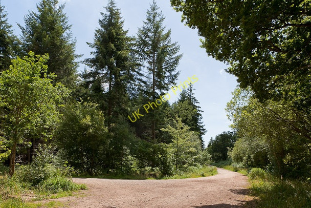 Photo 6"x4" Track and footpath junction in Ampfield Wood Crampmoor c2010