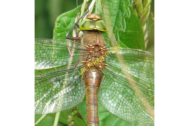 Photo 6"x4" The wings of a dragonfly - a Norfolk Hawker (Aeshna isosceles) Barnby c2010