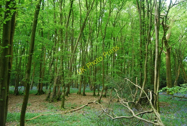 Photo 6"x4" Bluebells in Warr's Wood North Chailey c2010