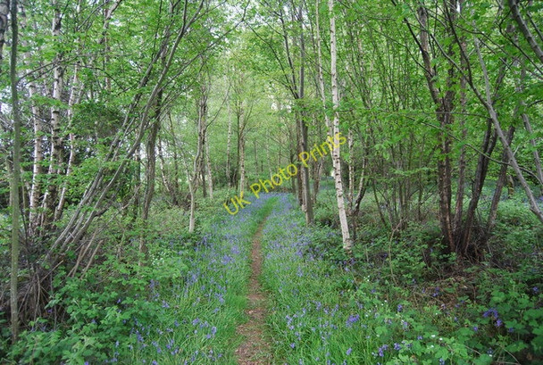 Photo 6"x4" Bluebells by the path in the woods Furner's Green c2010
