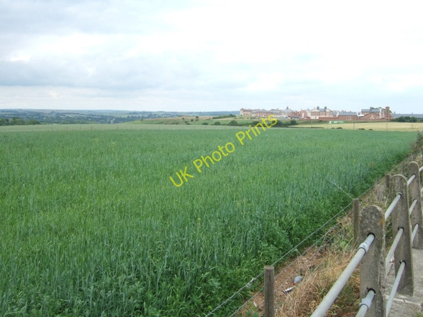 Photo 6"x4" Grain field beside the lay-by on A35 Dorchester\/SY6890 c2010