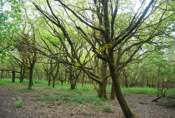 Photo 6"x4" Woodland, Fletching Common Newick c2010