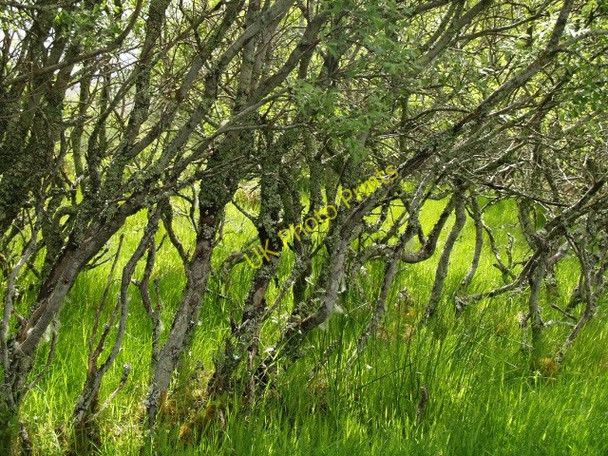 Photo 6"x4" Grove of grey willow Catlodge c2010