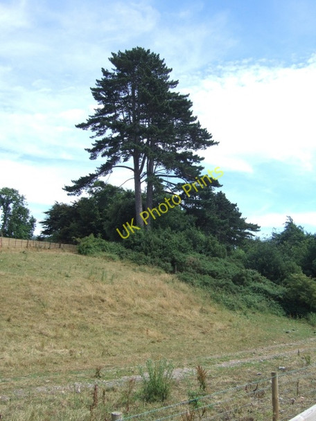 Photo 6"x4" Tree in Nutwell Park, Lympstone Lympstone c2010