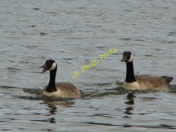 Photo 6"x4" Chatty Canada goose with friend on Fendrod Lake, Swansea Pentre-chwyth c2010